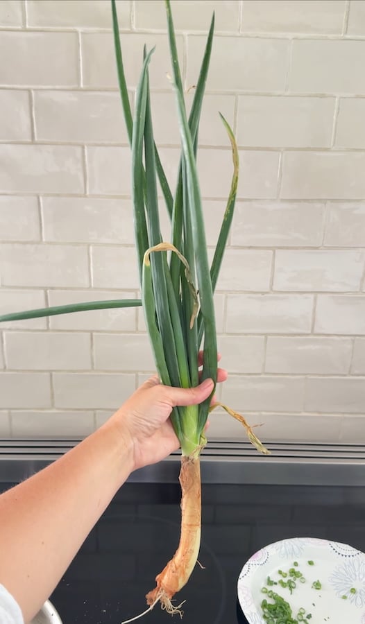 image of our perennial green onions from the garden to garnish the beef and broccoli