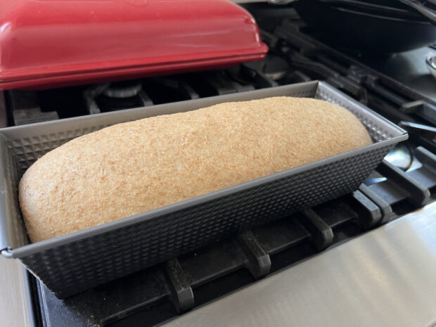 Freshly Milled Whole Wheat Sandwich Bread (Soft & Fluffy) - Alyona’s ...