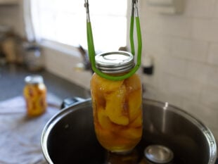 removing canned peaches from a water bath