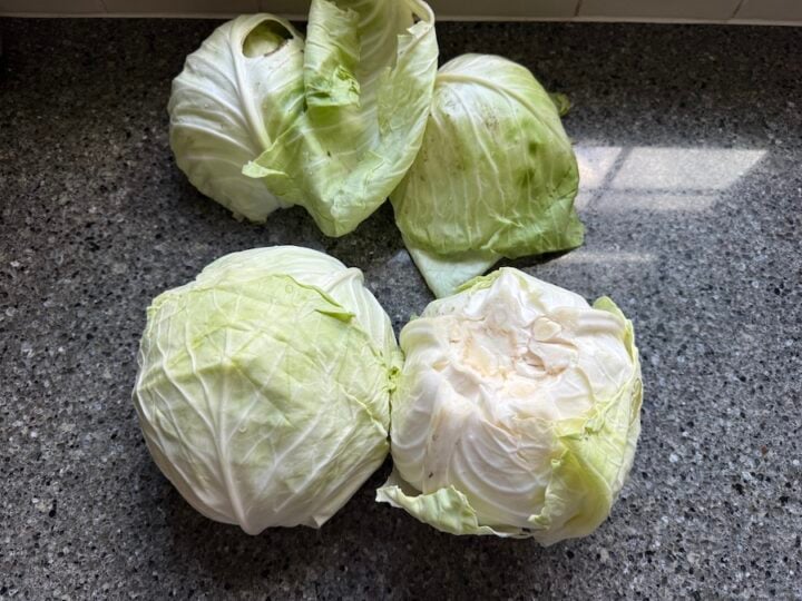 cabbage heads from the garden to make homemade sauerkraut