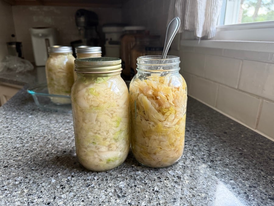 freshly made sauerkraut pictured on the left and 7 month fermented sauerkraut on the right 