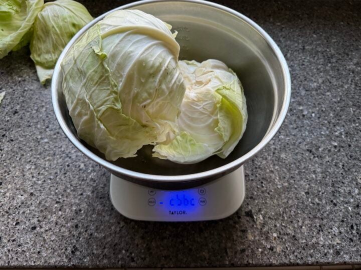 weighing the cabbage to calculate the salt for sauerkraut