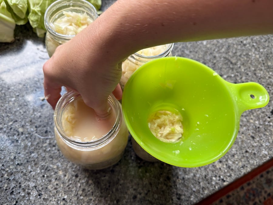 packing cabbage with liquid tightly into each quart jar for making sauerkraut 