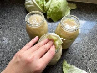 weighing down the liquid with a cabbage leaf for sauerkraut to ferment properly