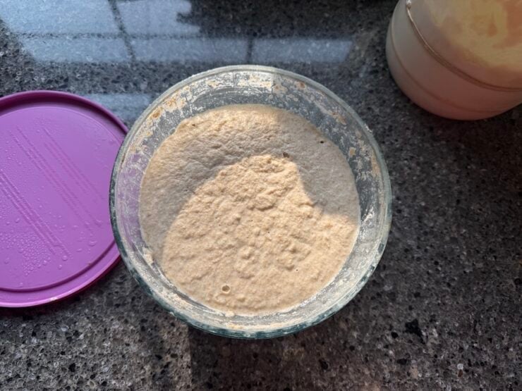 image of potato sourdough starter