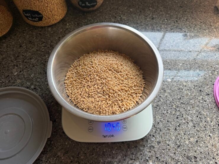 wheat berries on a scale for potato sourdough bread